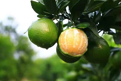 華逸府聯(lián)手德慶皇帝柑，為您帶來入冬的第一口甜~~