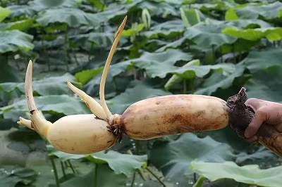 華逸府聯(lián)手湖北洪湖藕、江永芋頭，為您帶來健康原生態(tài)食材